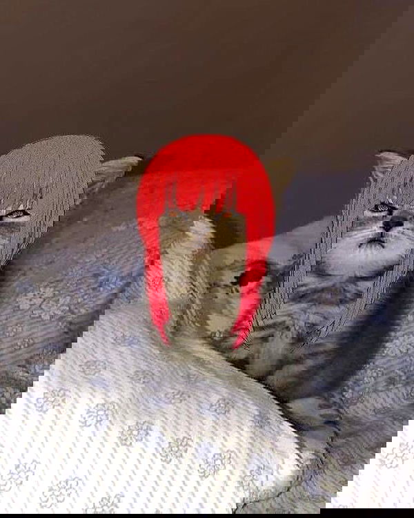 purrrik purrrik archive image