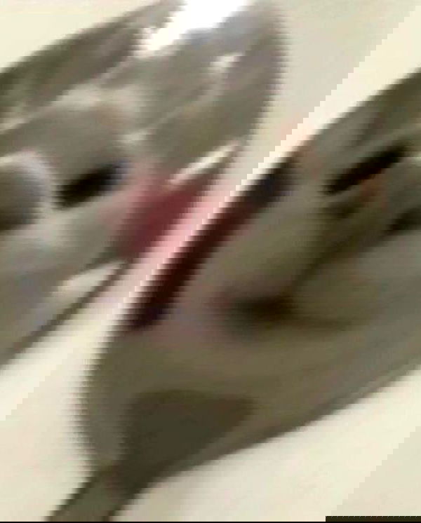 purrrik purrrik archive image