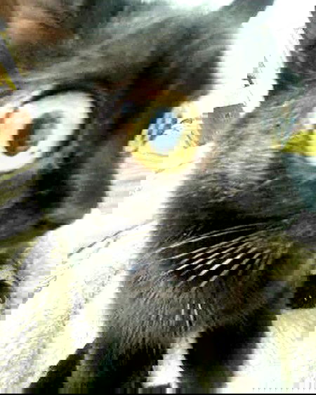 purrrik purrrik archive image