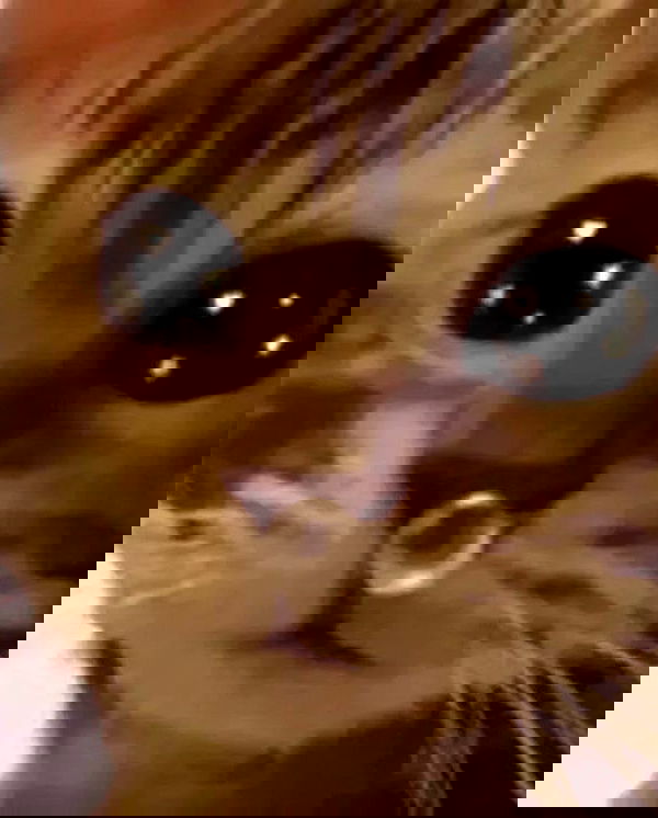 purrrik purrrik archive image