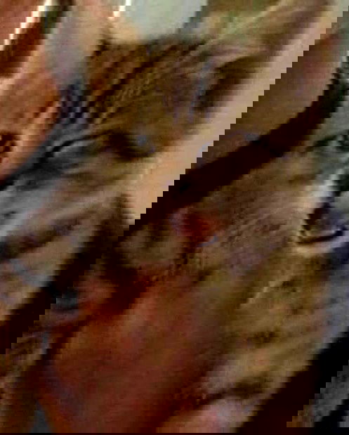 purrrik purrrik archive image