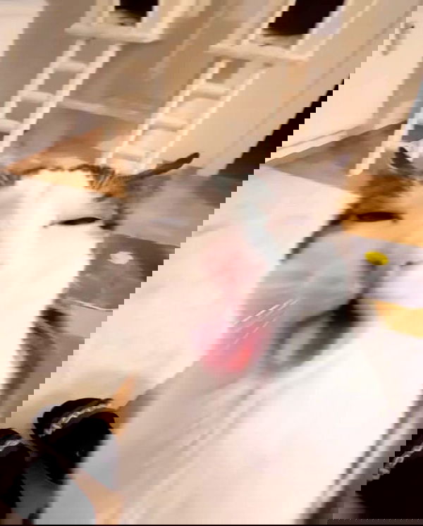 purrrik purrrik archive image