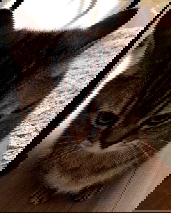 purrrik purrrik archive image