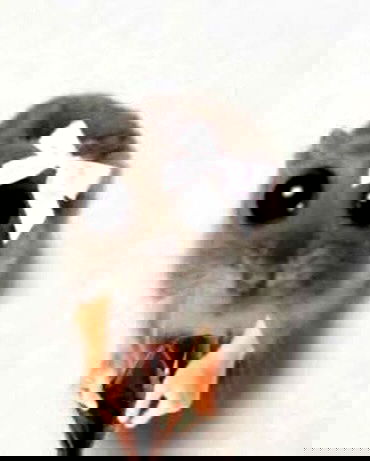 purrrik purrrik archive image