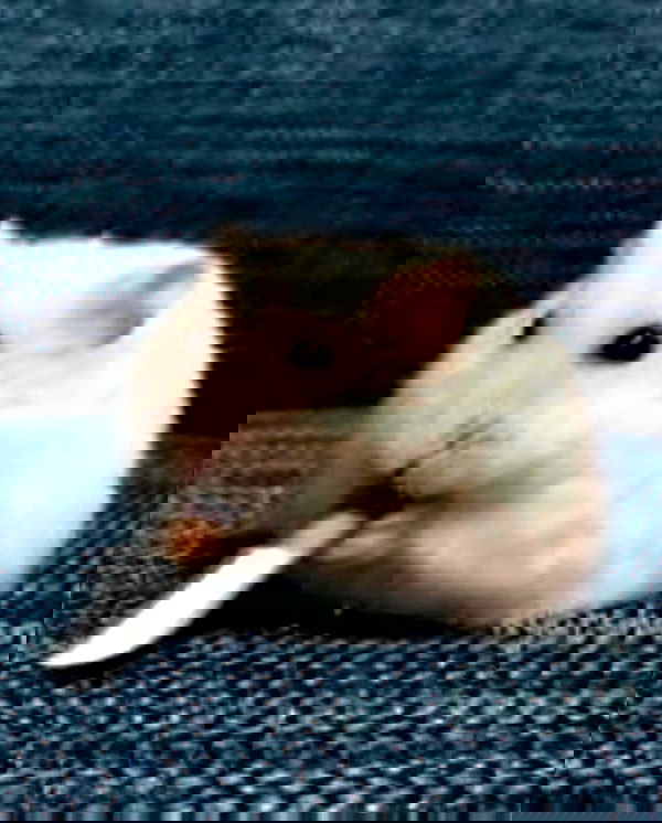 purrrik purrrik archive image