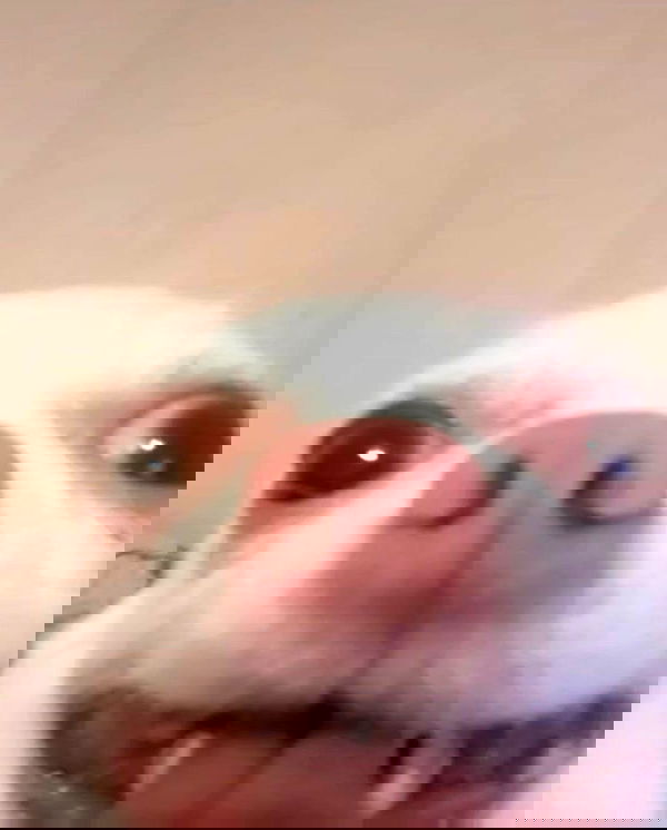 purrrik purrrik archive image