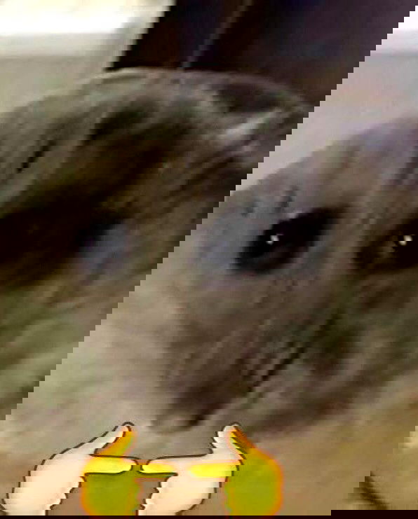 purrrik purrrik archive image