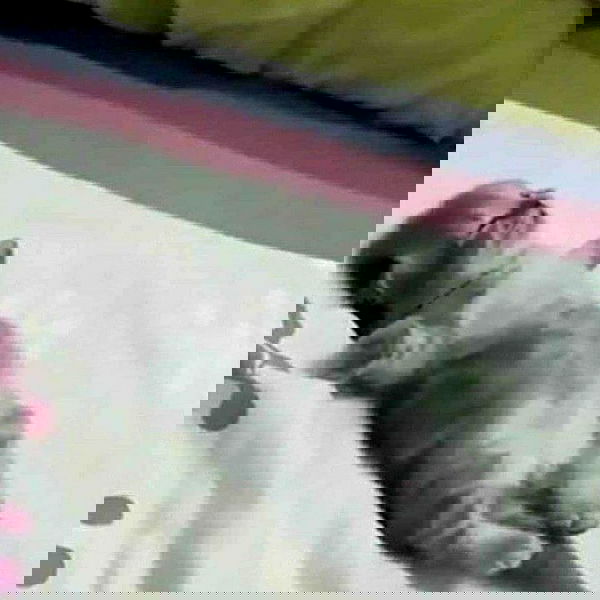 purrrik purrrik archive image