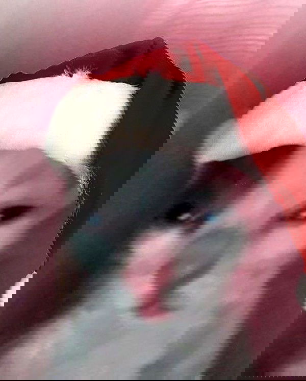 purrrik purrrik archive image