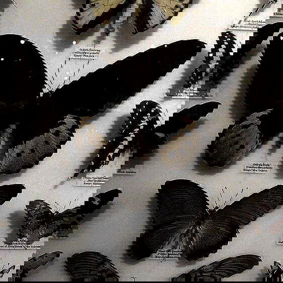 quincymood quincymood archive image