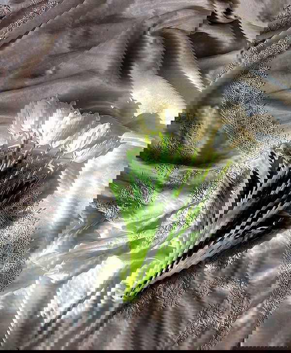 quincymood quincymood archive image