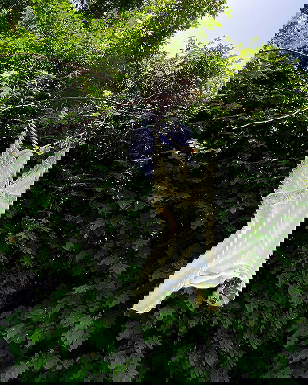 quincymood quincymood archive image