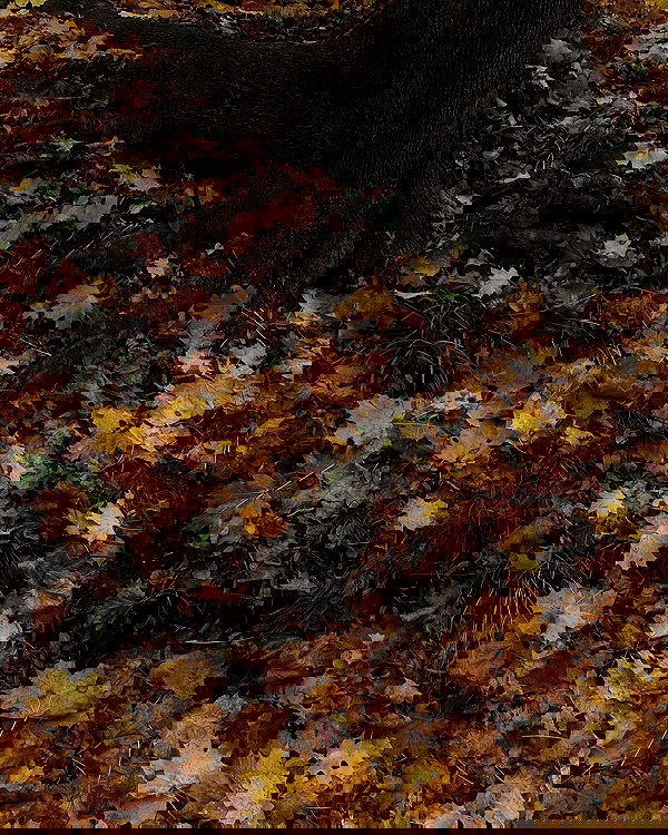 quincymood quincymood archive image