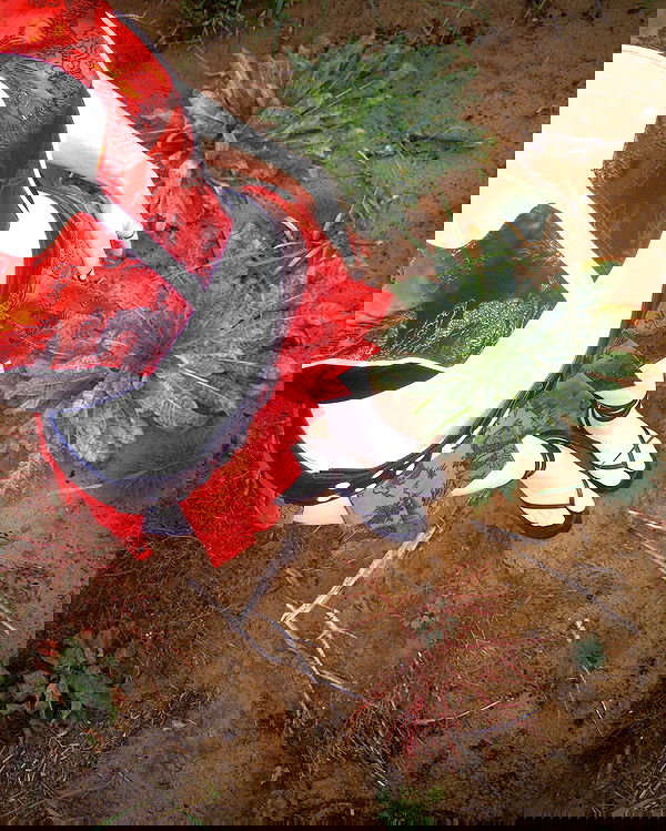 quincymood quincymood archive image