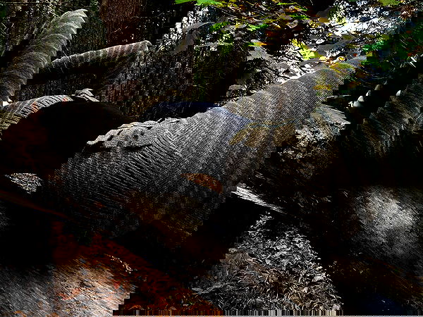 quincymood quincymood archive image