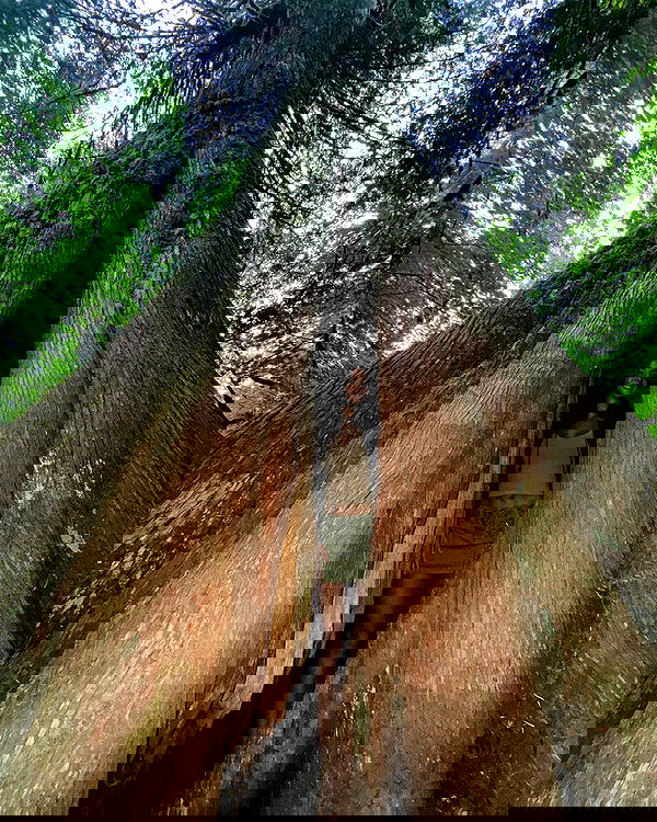 rachelc00k rachelc00k archive image