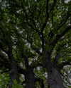 rashan.mh Altpins Profile Picture