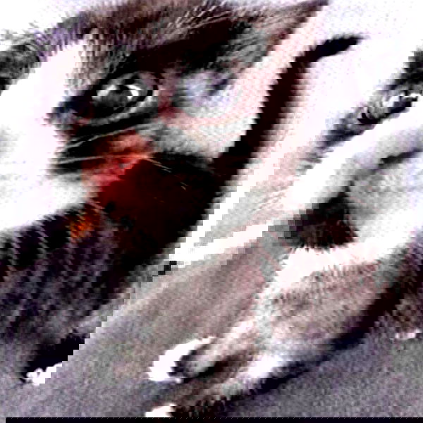 ratskeleton ratskeleton archive image