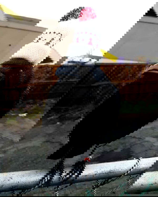 ratskeleton ratskeleton archive image