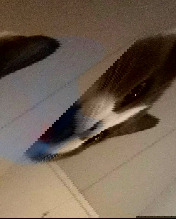 ratskeleton ratskeleton archive image