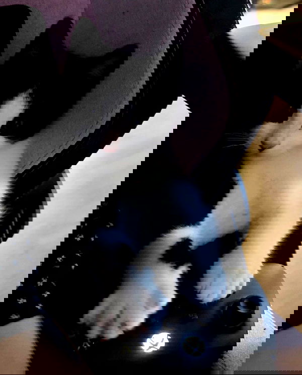 ratskeleton ratskeleton archive image