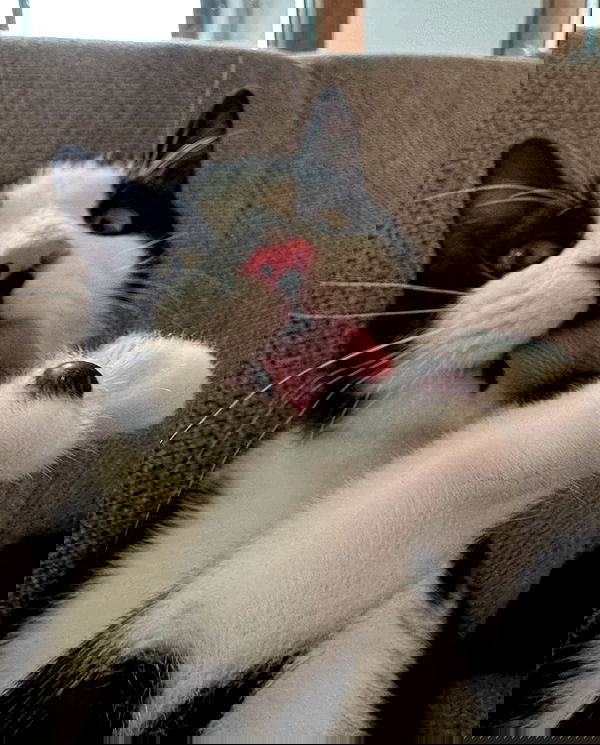 ratskeleton ratskeleton archive image