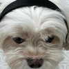 romitalblt Altpins Profile Picture
