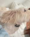 romitalblt Altpins Profile Picture