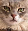 romitalblt Altpins Profile Picture