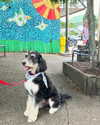 roni_ackerman Altpins Profile Picture