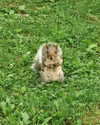 roni_ackerman Altpins Profile Picture