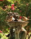 roni_ackerman Altpins Profile Picture