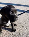 roni_brachel1 Altpins Profile Picture