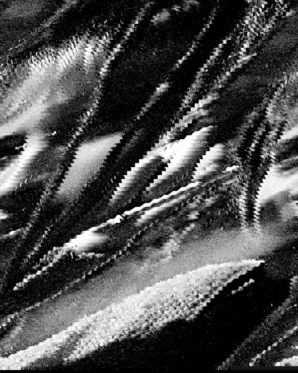 ronyida_ image ~ Altpins