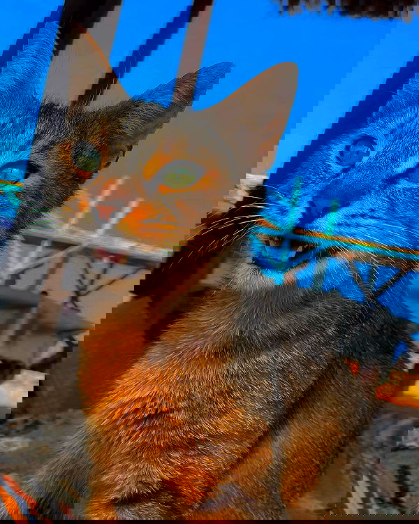 ronyida_ image ~ Altpins