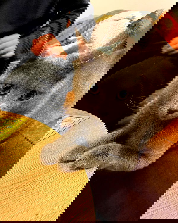 ronyida_ image ~ Altpins