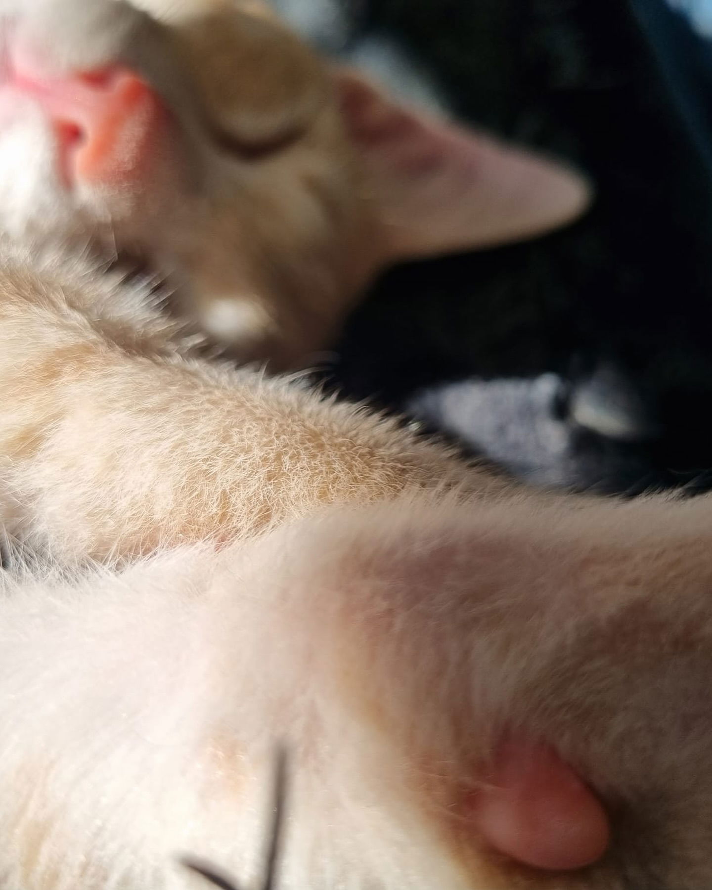 ronyida_ instagram image archive image