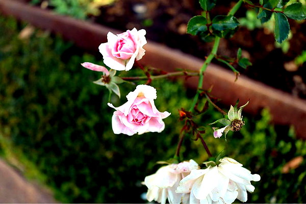 roseasmrofficial instagram image archive image