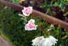 roseasmrofficial Altpins Profile Picture