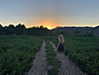 roseasmrofficial Altpins Profile Picture