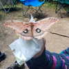 roseasmrofficial Altpins Profile Picture