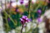 roseasmrofficial Altpins Profile Picture