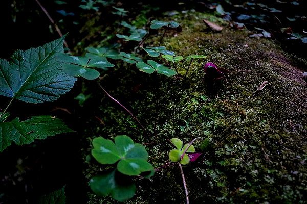 roseasmrofficial instagram image archive image