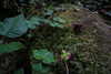 roseasmrofficial Altpins Profile Picture