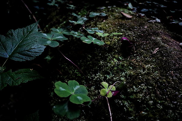 roseasmrofficial instagram image archive image
