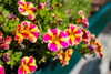 roseasmrofficial Altpins Profile Picture