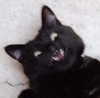 roseasmrofficial Altpins Profile Picture