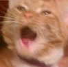 roseasmrofficial Altpins Profile Picture