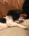 roseasmrofficial Altpins Profile Picture