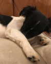 roseasmrofficial Altpins Profile Picture